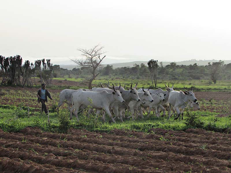 ICC Provides Farming Assistance in Nigeria