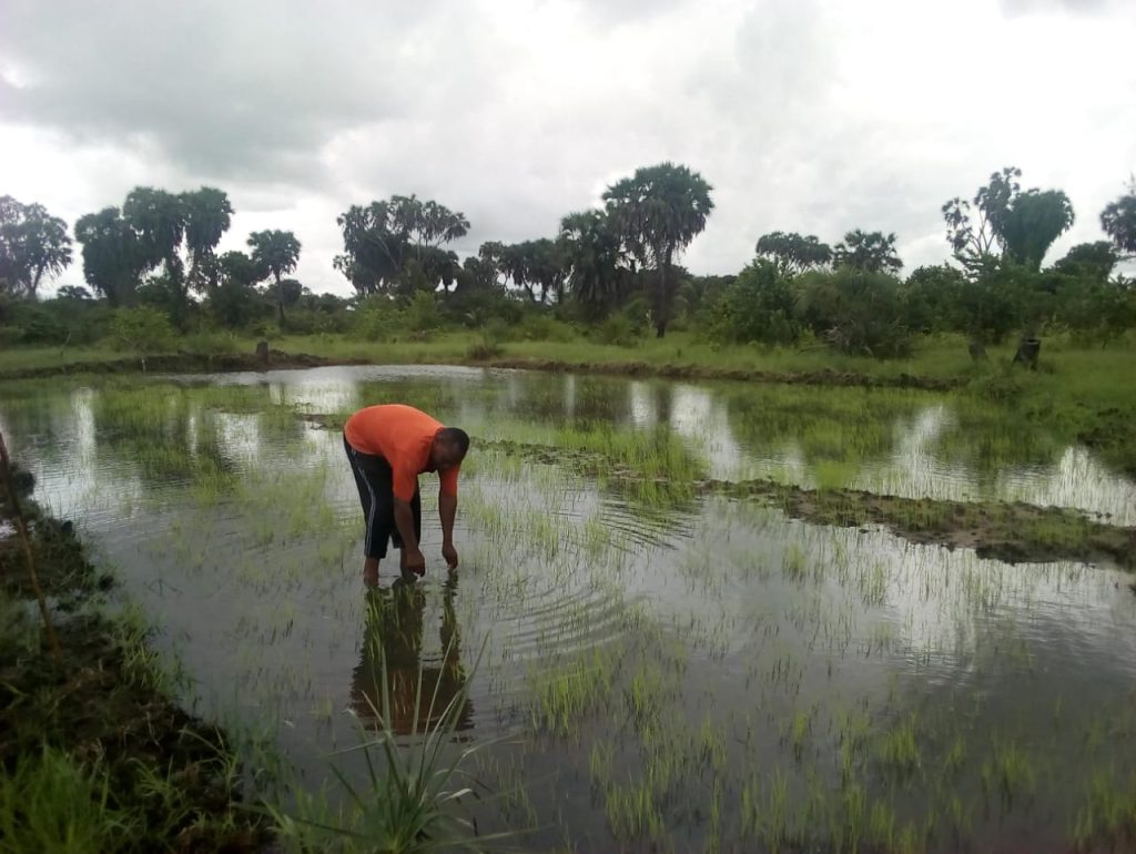Progetto di assistenza agricola in Kenya.